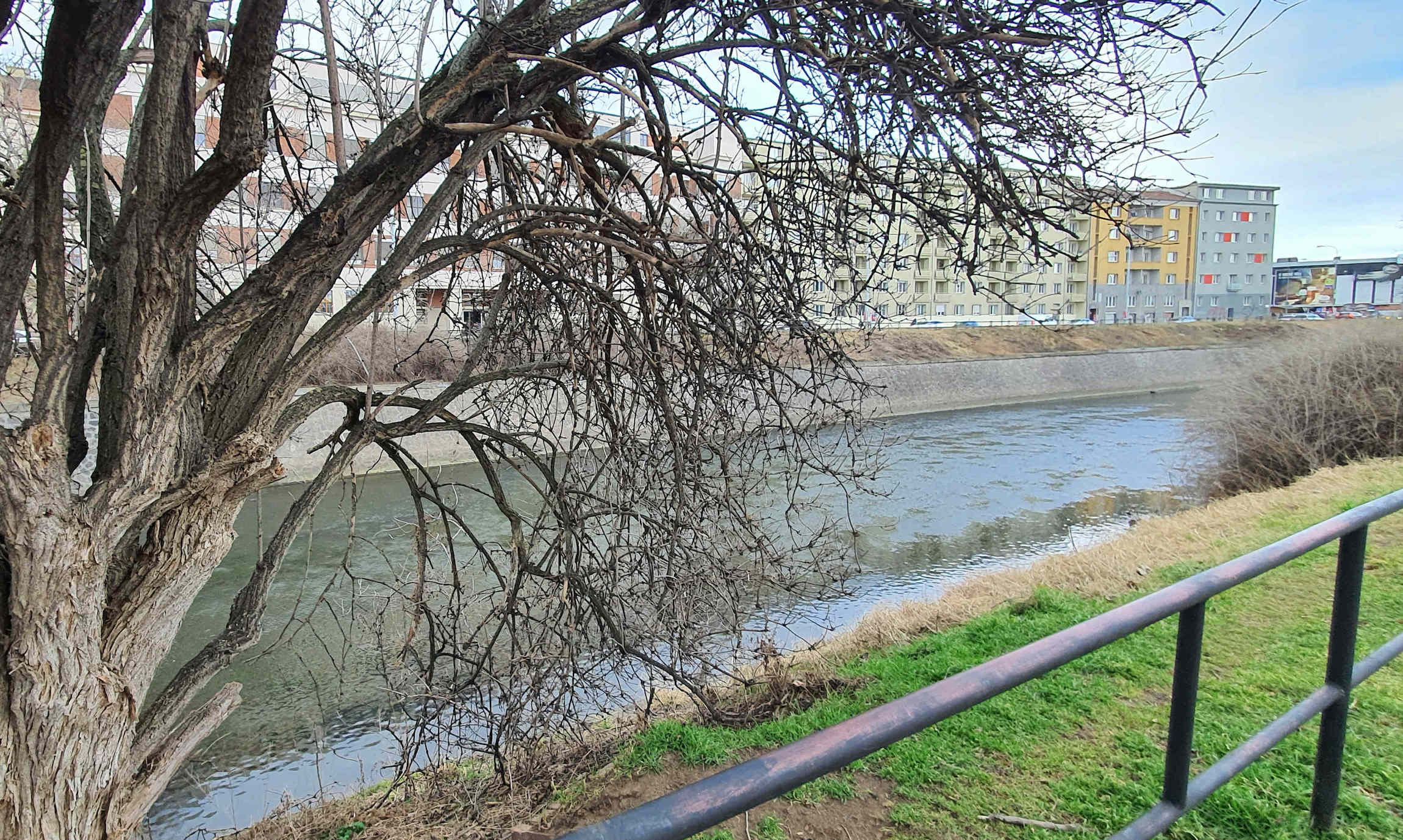 Kácení stromů kolem řeky Svratky, únor 2022
