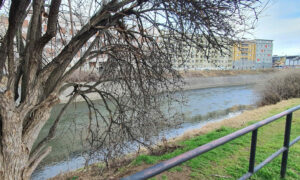 Kácení stromů a keřů na řece Svratce v Brně
