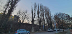 Stromy u ulice Klíny